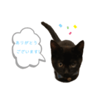 白桃猫猫 5（個別スタンプ：1）