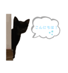 白桃猫猫 5（個別スタンプ：2）
