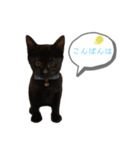白桃猫猫 5（個別スタンプ：3）