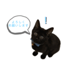白桃猫猫 5（個別スタンプ：4）