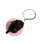 白桃猫猫 5（個別スタンプ：5）