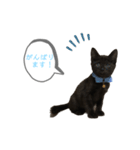 白桃猫猫 5（個別スタンプ：6）
