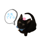 白桃猫猫 5（個別スタンプ：10）