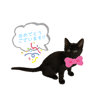白桃猫猫 5（個別スタンプ：11）