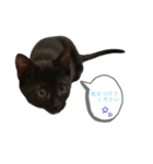 白桃猫猫 5（個別スタンプ：12）