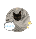 白桃猫猫 5（個別スタンプ：16）