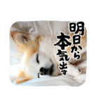 チワワノアリス №001（個別スタンプ：4）