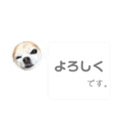 チワワノアリス №001（個別スタンプ：7）