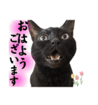 黒猫クロくん（個別スタンプ：1）