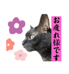 黒猫クロくん（個別スタンプ：12）