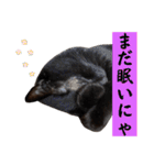 黒猫クロくん（個別スタンプ：15）