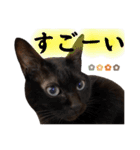 黒猫クロくん（個別スタンプ：22）