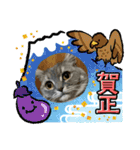 マンチカン子猫3(冬)（個別スタンプ：5）