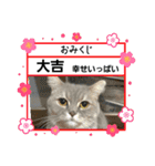 マンチカン子猫3(冬)（個別スタンプ：12）