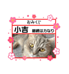 マンチカン子猫3(冬)（個別スタンプ：14）