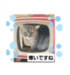 マンチカン子猫3(冬)（個別スタンプ：16）