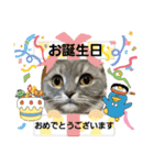 マンチカン子猫3(冬)（個別スタンプ：29）