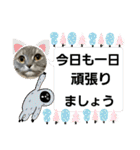 マンチカン子猫3(冬)（個別スタンプ：37）