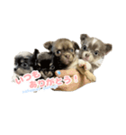 Ai犬スタンプ-ver.1 Tagalog-（個別スタンプ：7）
