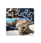 うちのねこ スタンプ3 -KAI-海（個別スタンプ：5）