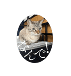 うちのねこ スタンプ3 -KAI-海（個別スタンプ：6）