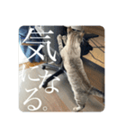 うちのねこ スタンプ3 -KAI-海（個別スタンプ：8）
