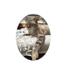 うちのねこ スタンプ3 -KAI-海（個別スタンプ：10）