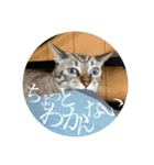 うちのねこ スタンプ3 -KAI-海（個別スタンプ：14）