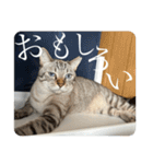 うちのねこ スタンプ3 -KAI-海（個別スタンプ：15）