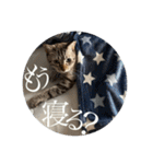 うちのねこ スタンプ3 -KAI-海（個別スタンプ：16）