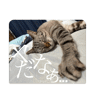 うちのねこ スタンプ3 -KAI-海（個別スタンプ：21）