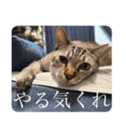 うちのねこ スタンプ3 -KAI-海（個別スタンプ：22）