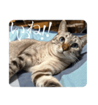 うちのねこ スタンプ3 -KAI-海（個別スタンプ：23）