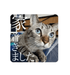 うちのねこ スタンプ3 -KAI-海（個別スタンプ：34）