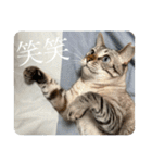 うちのねこ スタンプ3 -KAI-海（個別スタンプ：36）