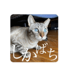 うちのねこ スタンプ3 -KAI-海（個別スタンプ：37）