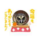 あにまるふれんずー（個別スタンプ：6）