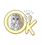 あにまるふれんずー（個別スタンプ：16）