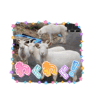 あにまるふれんずー（個別スタンプ：28）