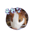 あにまるふれんずー（個別スタンプ：30）