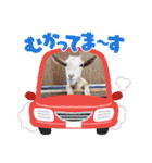 あにまるふれんずー（個別スタンプ：38）