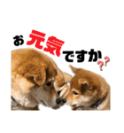 柴犬兄弟 TENSEI＆KUSEI（個別スタンプ：1）