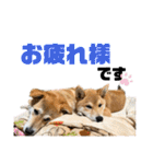 柴犬兄弟 TENSEI＆KUSEI（個別スタンプ：2）