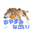 柴犬兄弟 TENSEI＆KUSEI（個別スタンプ：3）