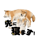 柴犬兄弟 TENSEI＆KUSEI（個別スタンプ：4）