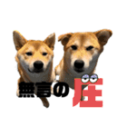 柴犬兄弟 TENSEI＆KUSEI（個別スタンプ：6）
