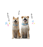 柴犬兄弟 TENSEI＆KUSEI（個別スタンプ：7）