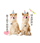柴犬兄弟 TENSEI＆KUSEI（個別スタンプ：8）