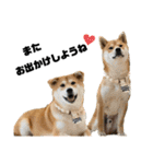柴犬兄弟 TENSEI＆KUSEI（個別スタンプ：9）