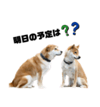 柴犬兄弟 TENSEI＆KUSEI（個別スタンプ：11）